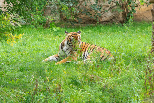 Sumatran tiger