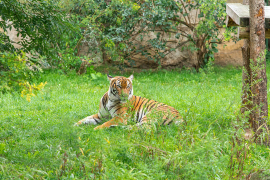 Sumatran tiger