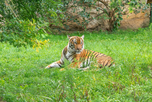 Sumatran tiger