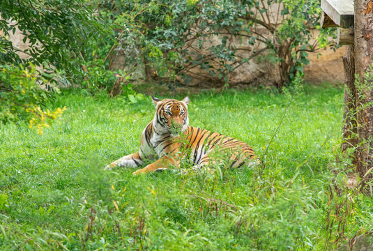 Sumatran tiger