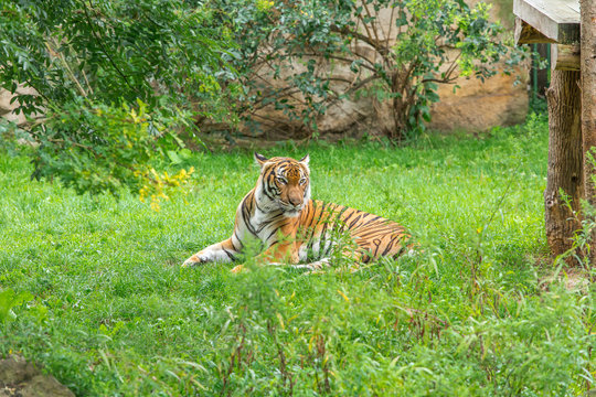 Sumatran tiger