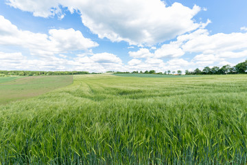 Wheat fields still green with puffy clouds and trees