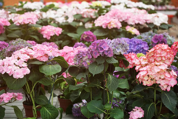 Plenty of colorful flowers in floral shop