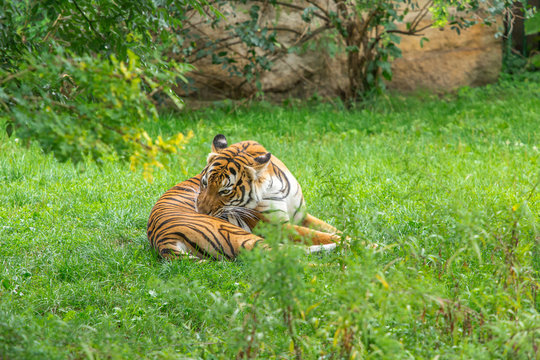 Sumatran tiger