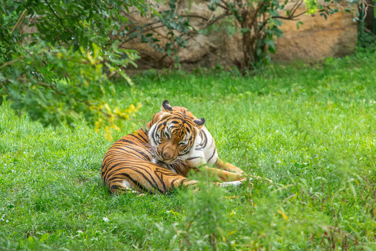 Sumatran tiger