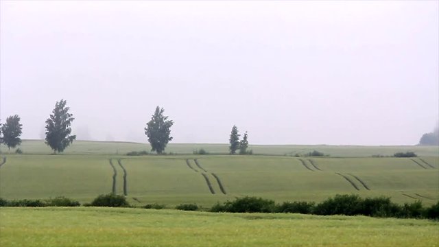 Pan of foggy wheat field with grove of trees.