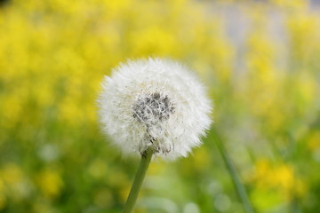 Dandelion mature closeup