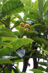 loquat