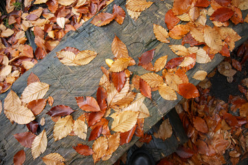 Autumn leaves background