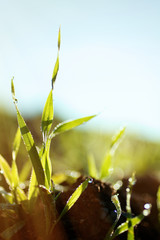 Close-up Grass