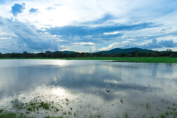Sri Lanka Lake, Sri lanka landscape, Trees on water, Trees on lake