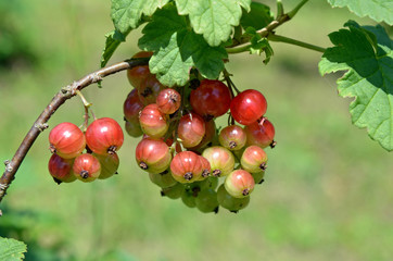 Johannisbeeren
