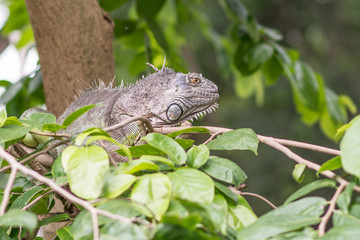 Green Iguana