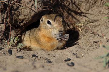 A gopher near the hole collects and eats seeds