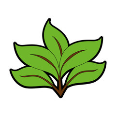 leaves icon over white background colorful design vector illustration