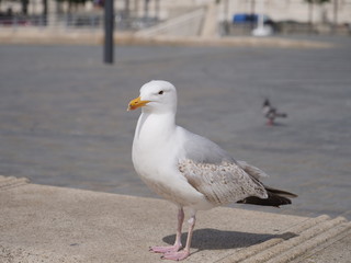 close up of seagull