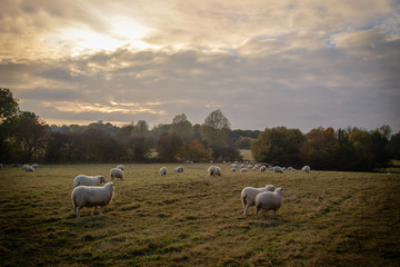 Sheep Field