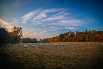 Sheep Field