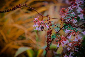 Flower Garden