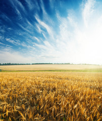 Naklejka premium sunset in blue sky over agriculture field with crop