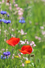 corn poppy and corn flower