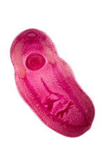 Clinostomum philippinenisi under microscope view for education.