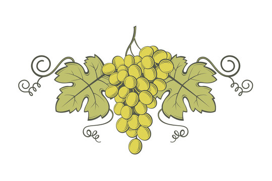 image of grapes with bunches and leaves