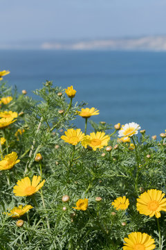 California Brittlebush And Pacific Ocean