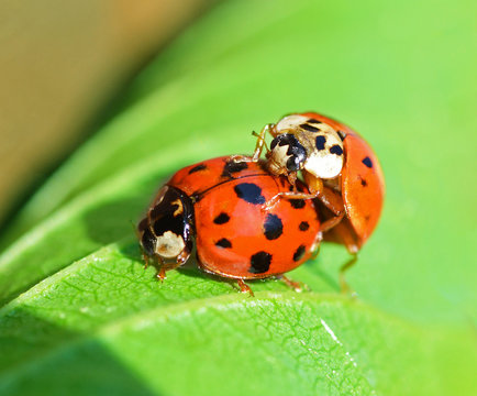Two ladybugs mating on a leaf.