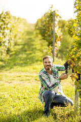 Harvester cutting bunch of grapes in vineyard rows