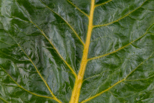 Close Up of Yellow Rainbow Chard Leaf Fills Frame