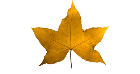 fall maple leaf isolated on white