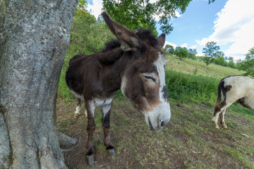 Dark brown donkey with white face beside a tree in a park