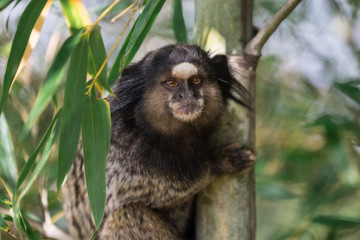 Monkey Portrait