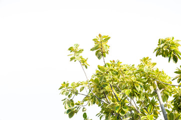 gree leaf on white background