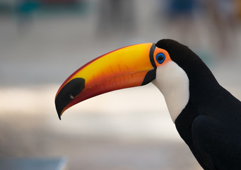 Naklejka premium Toucan Portrait