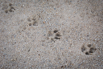 Fototapeta na wymiar print of the dogs foot on the sand