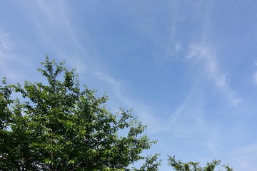 Obraz premium 初夏の公園散歩