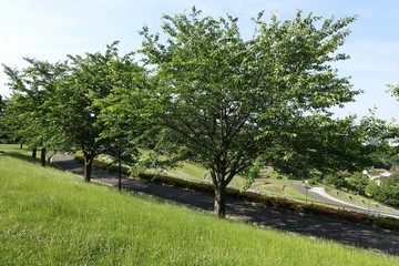 初夏の公園散歩