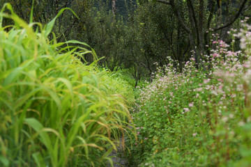 India