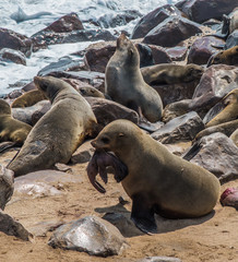 Fototapeta premium Mother sea wolf defending her baby in Namibia