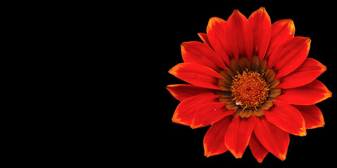 red flower isolated or red flower isolated background
