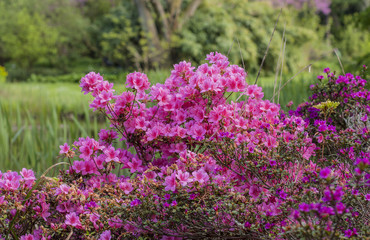 Pink Rhododendron.  Azalea  branch.  