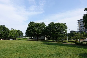Fototapeta na wymiar 初夏の公園散歩