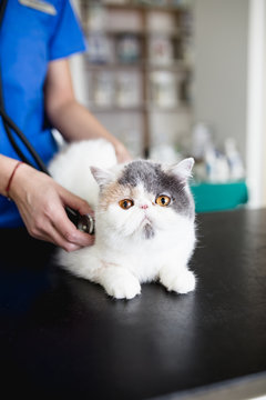 Beautiful exotic shorthair cat at veterinary. 