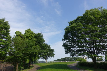 初夏の公園散歩