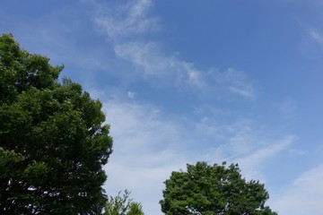 初夏の公園散歩