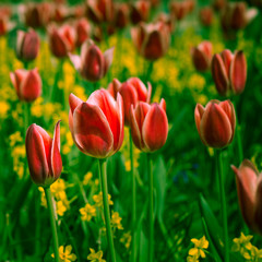 Tulip Garde