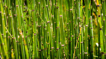 Fototapeta na wymiar Bamboo Close-up