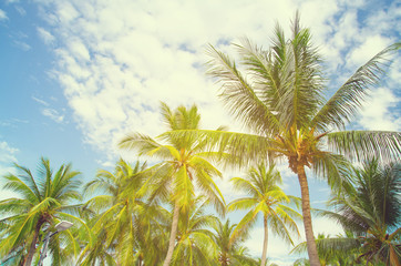 Fototapeta na wymiar Coconut tree on a tropical white sand beach in the thailand